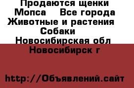 Продаются щенки Мопса. - Все города Животные и растения » Собаки   . Новосибирская обл.,Новосибирск г.